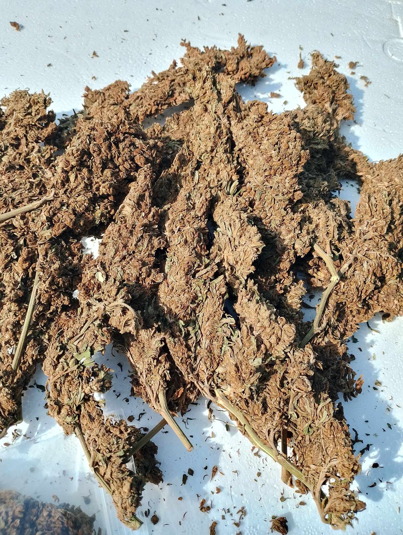 Laos Gold Outdoor